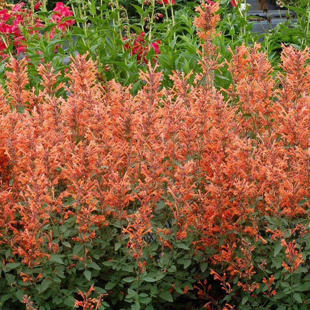 Agastache Kudos Mandarin, menta messicana - vaso Ø24 cm