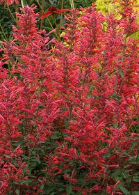 Agastache Kudos Coral, menta messicana - vaso Ø24 cm