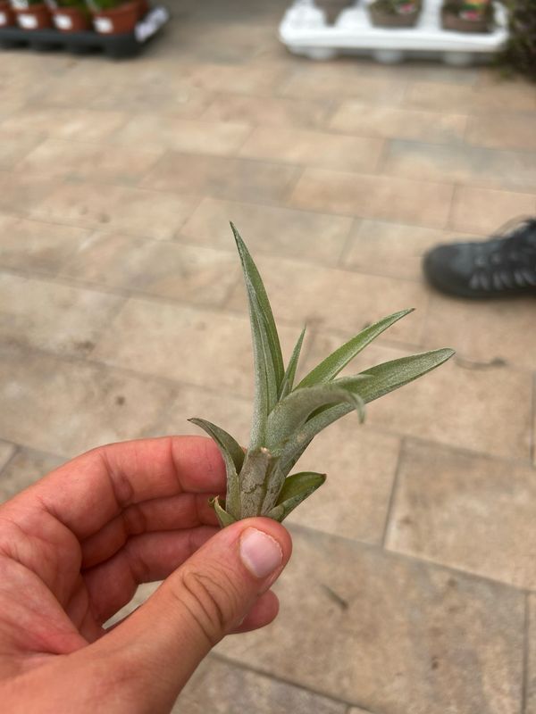 Tillandsia Capitata
