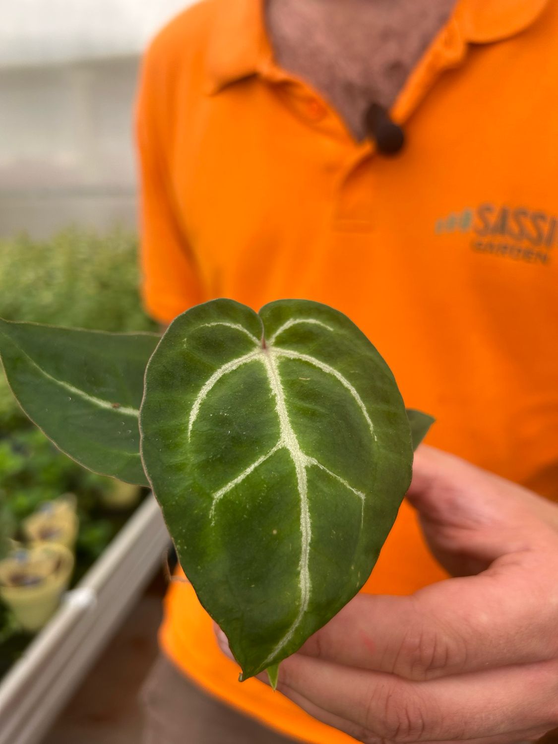 Anthurium Magnificum, Anthurium Gigante - vaso Ø6 cm