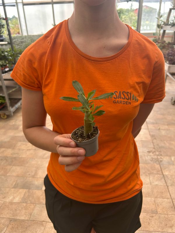 Adenium Obesum &#39;Pink Star&#39;, Adenium Rosa del Deserto - vaso Ø6 cm (fiore rosa)