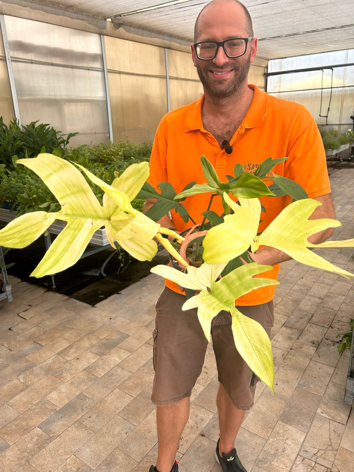 Philodendron Florida Ghost, Filodendro - vaso Ø19 cm