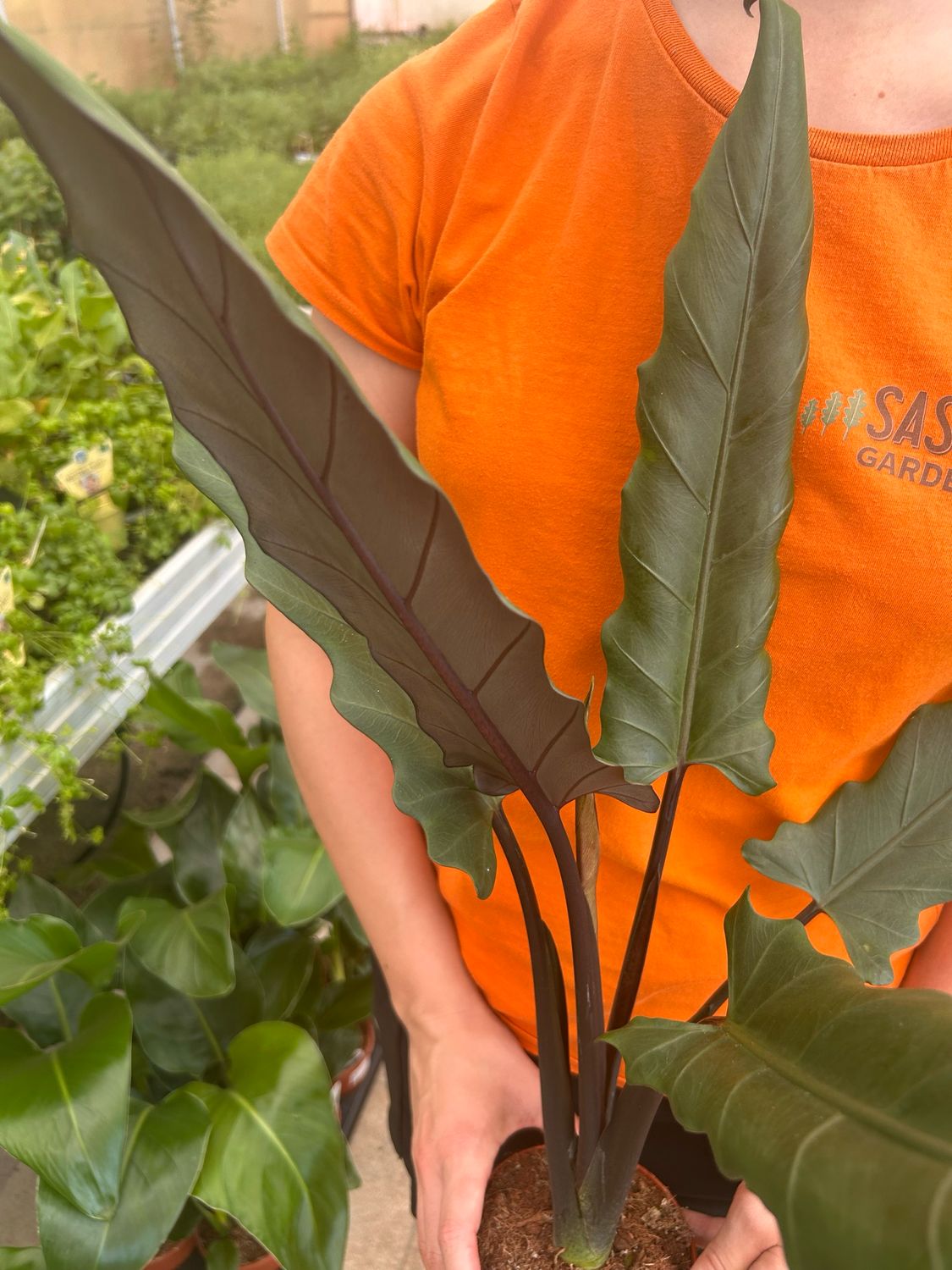 Alocasia lauterbachiana, Alocasia di Lauterbach - vaso Ø12 cm, h 35 cm