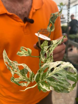 Monstera deliciosa ' Frozen Freckles ' - vaso Ø6cm