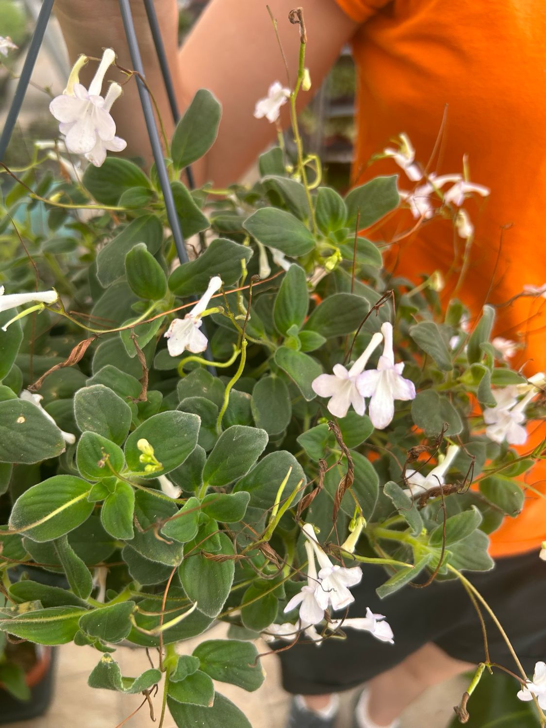Streptocarpus Saxorum Bianco, Primula del Capo bianca- basket Ø20 cm