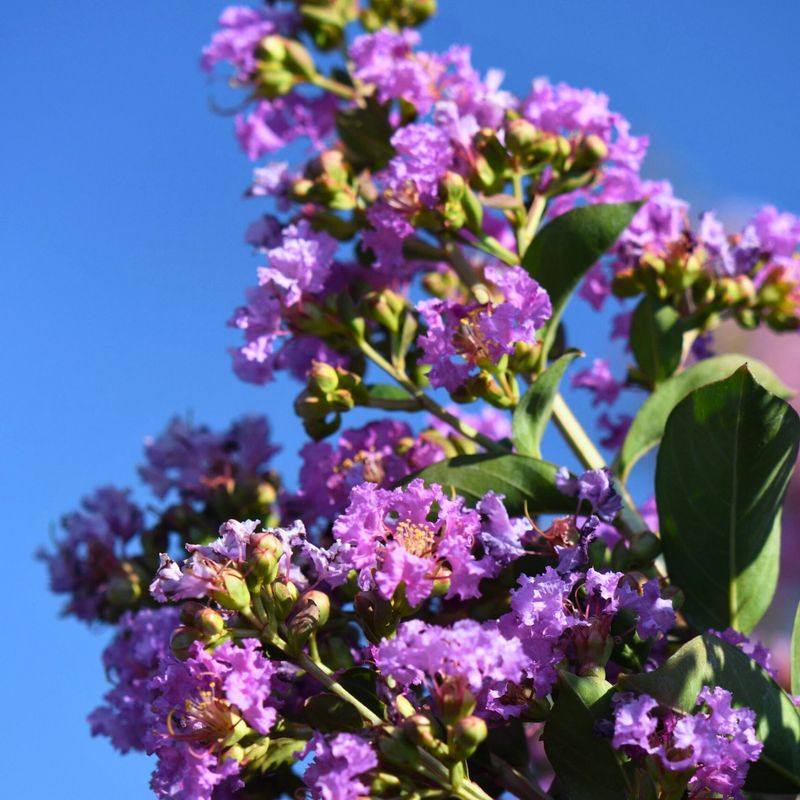 Lagerstroemia indica &#39;Powhatan&#39;, Mirto crespo - vaso 2 litri