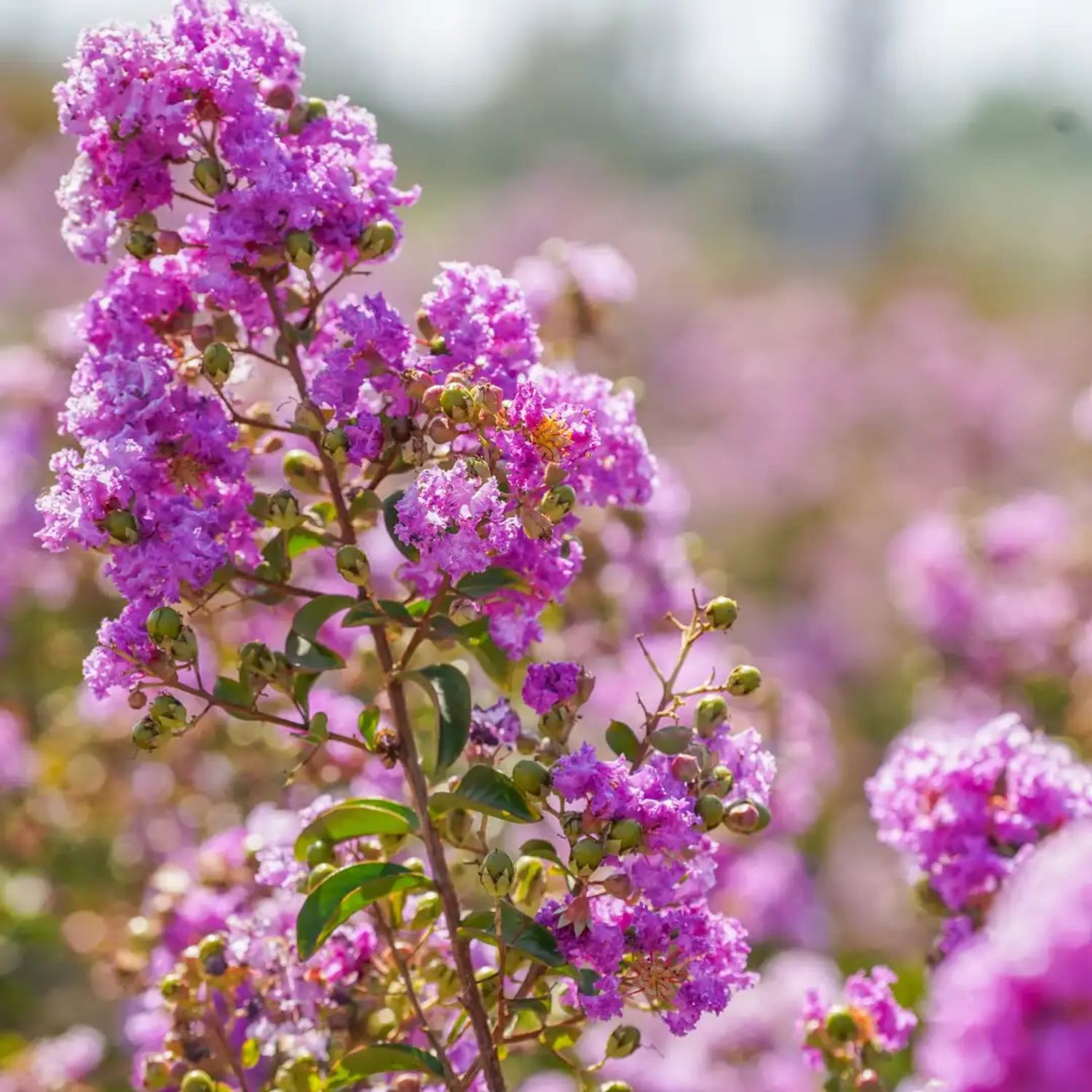Lagerstroemia indica &#39;Muskogee&#39;, Mirto crespo alberetto - vaso Ø30 cm, h 200 cm
