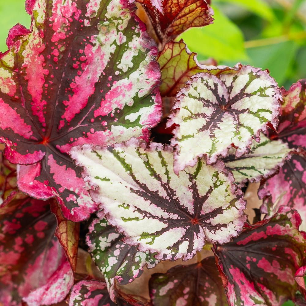 Begonia Rex &#39; Lambada &#39; - vaso Ø12 cm