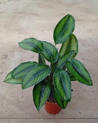 Calathea 'Princeps' - vaso Ø17 cm Calathea 'Princeps' - vaso Ø17 cm