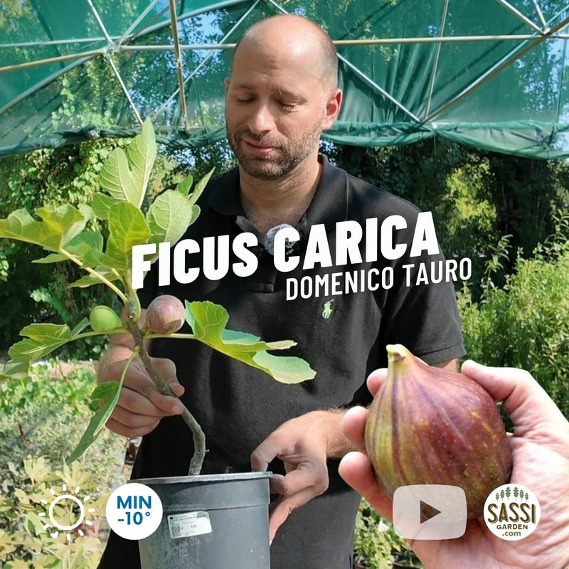 Ficus carica ‘Domenico Tauro&#39;, Fico - vaso Ø18 cm