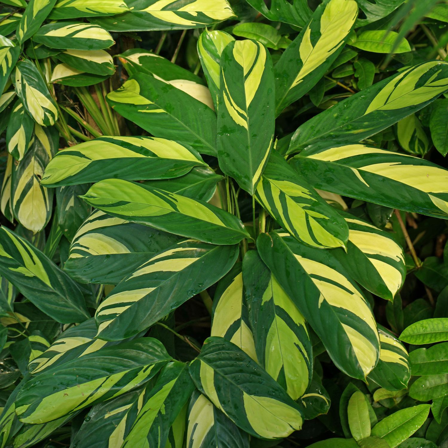 Ctenanthe pilosa &#39;Golden Mosaic&#39;- vaso Ø17 cm