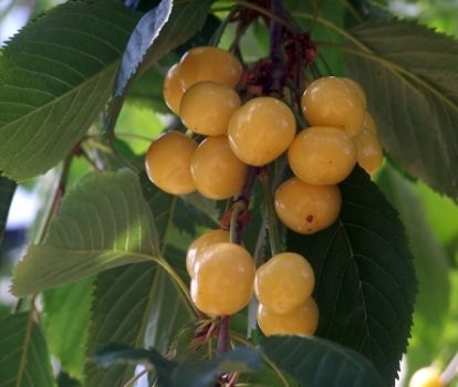 Ciliegio &#39;Durone Bianco di Verona&#39;, Prunus Avium - vaso Ø24 cm