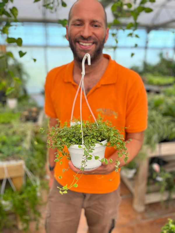 Ficus pumila 'Sonny' - basket Ø14 cm