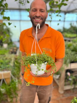 Ficus pumila 'Sonny' - basket Ø14 cm Ficus pumila 'Sonny' - basket Ø14 cm