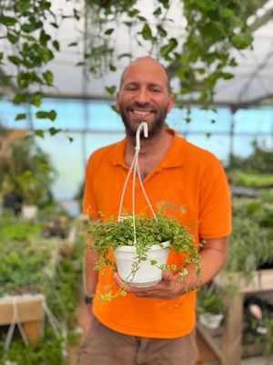 Ficus pumila 'Sonny' - basket Ø14 cm
