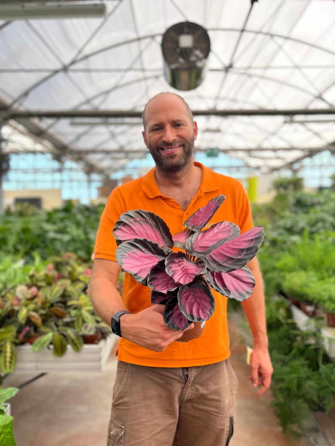 Calathea Roseopicta &#39;Crimson&#39; - vaso Ø17 cm