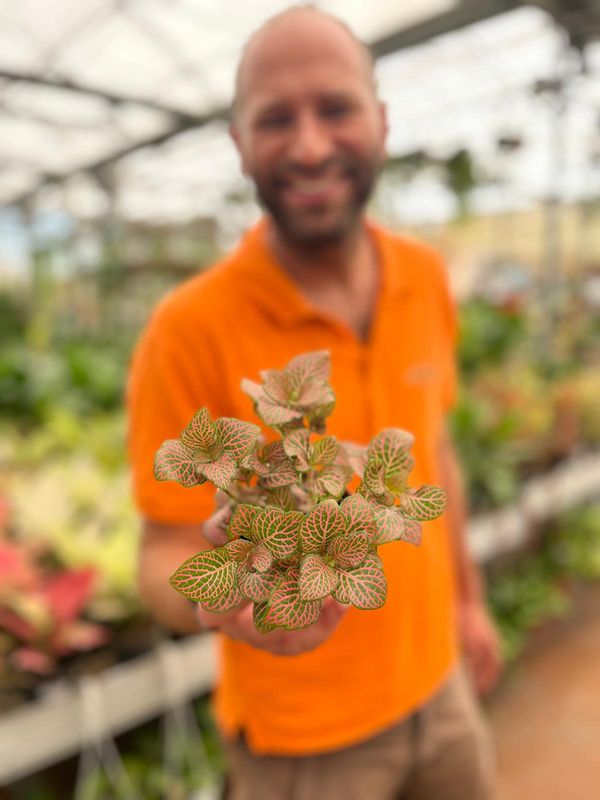 Fittonia 'Mistral' - vaso Ø8 cm