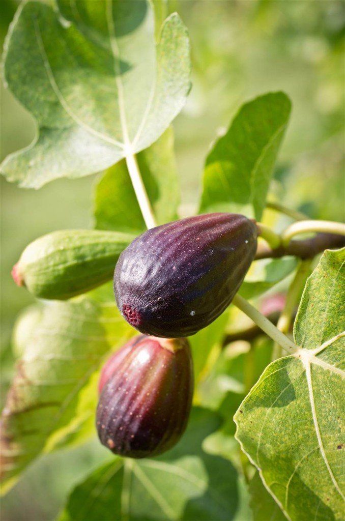 Fico Figo Moro, Ficus carica - vaso Ø24 cm