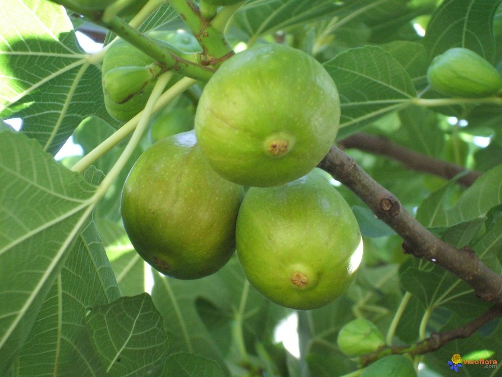 Fico &#39;Fiorone bianco&#39;, Ficus carica - vaso Ø25 cm