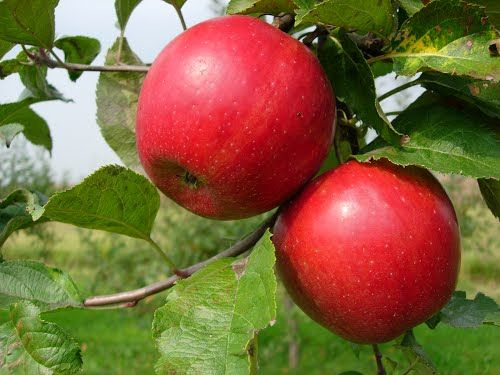 Mela &#39;Almaty&#39;, Malus domestica &#39;Almaty&#39; - vaso Ø24 cm