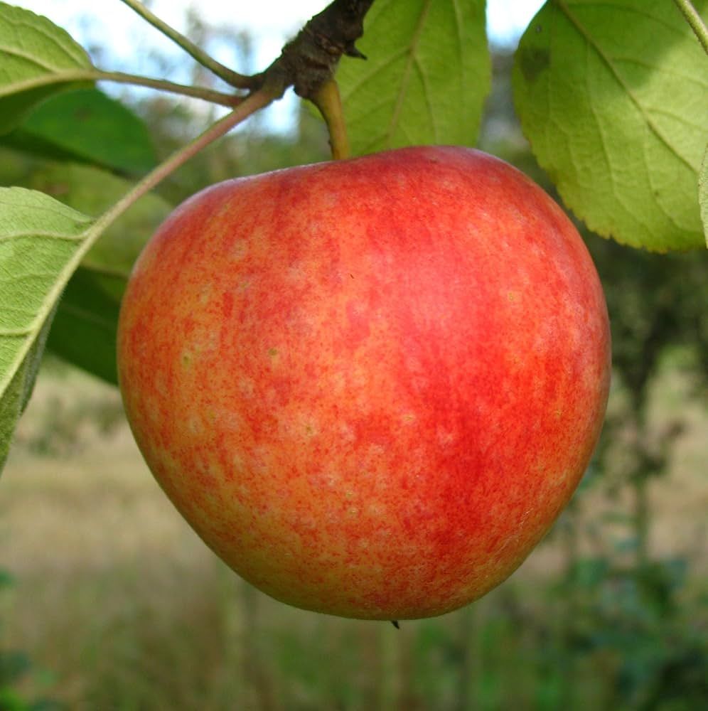 Mela Cox&#39;s Orange, Malus domestica &#39;Cox&#39;s Orange&#39; - vaso Ø24 cm