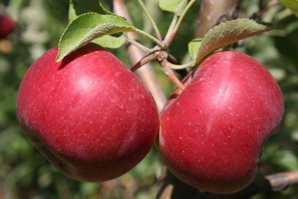 Mela Enterprise, Malus domestica &#39;Enterprise&#39; - vaso Ø24 cm