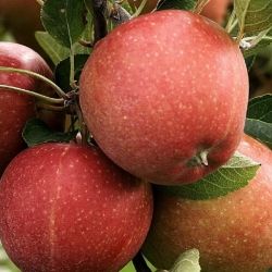 Mela Florina, Malus domestica &#39;Florina - vaso Ø24 cm