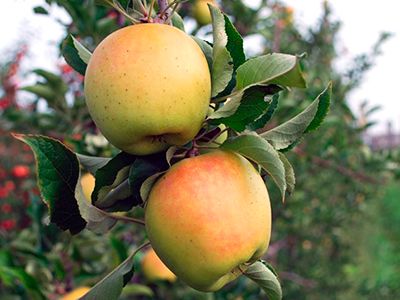 Melo Gold rush, Malus domestica, Mela - vaso Ø24 cm