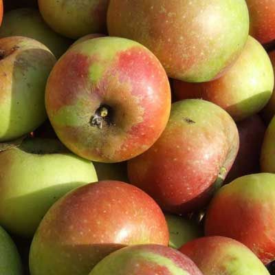 Melo Rosa Mantovana, Malus domestica - vaso Ø24 cm