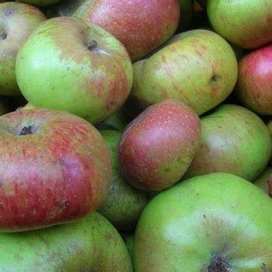 Melo Rotella, Malus domestica, Mela - vaso Ø24 cm