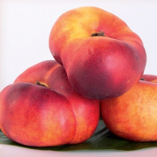 Pesco noce nettarina piatta polpa gialla, Prunus persica var. nucipersica - vaso Ø25 cm