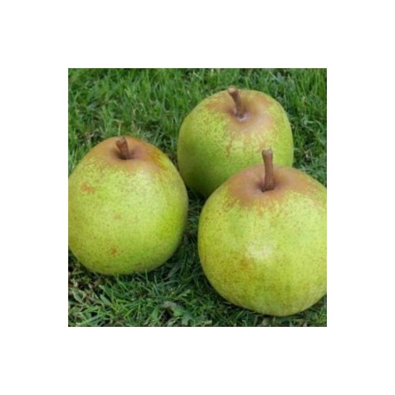 Pero Strangolapreti, Pera, Pyrus communis -  vaso Ø24 cm