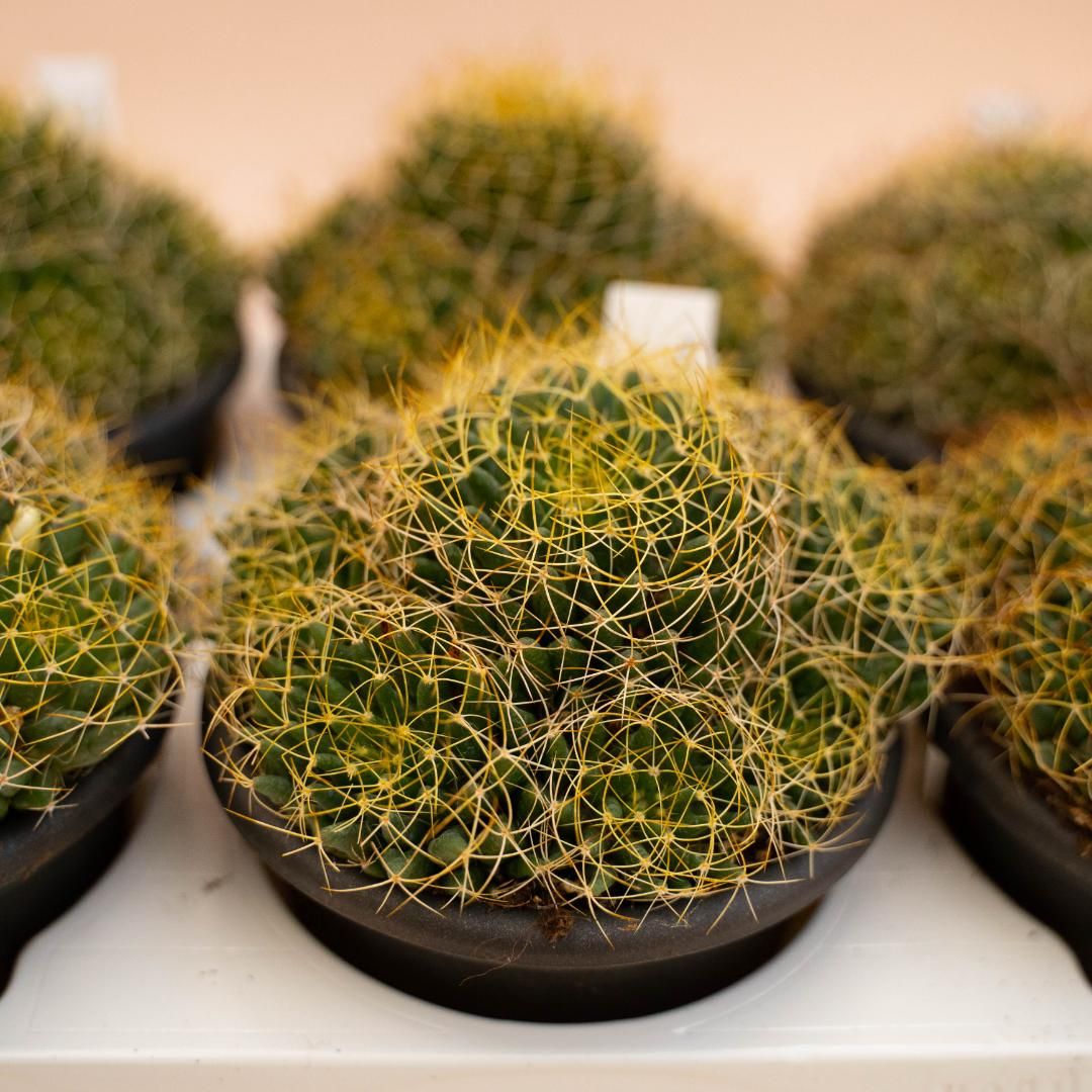 Mammillaria Camptotricha - vaso Ø13 cm