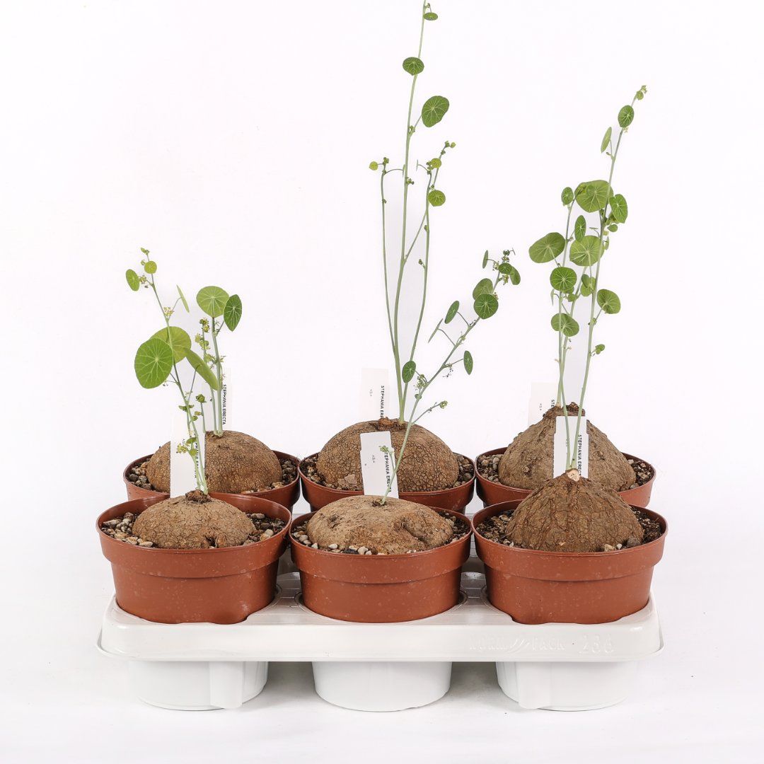Stephania Erecta - vaso Ø14 cm esemplare
