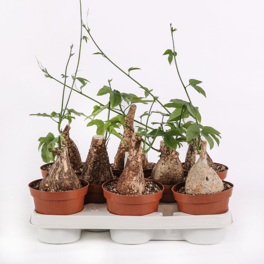 Adenia viridiflora - vaso Ø12 cm