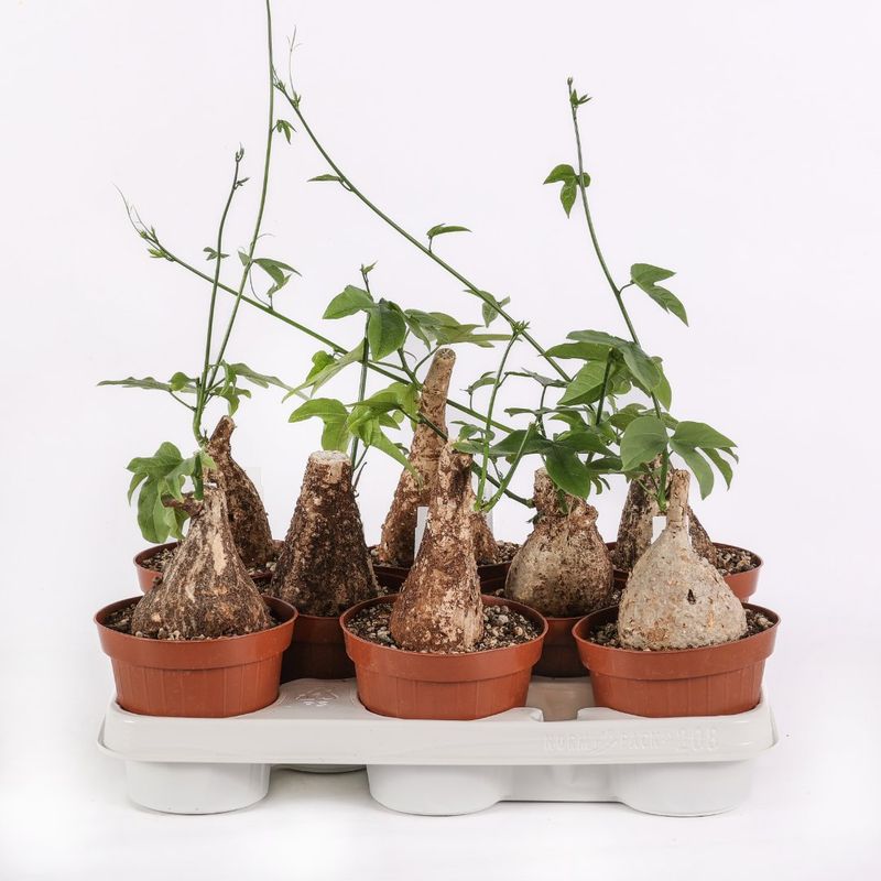 Adenia viridiflora - vaso Ø12 cm