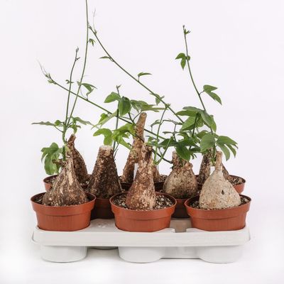 Adenia viridiflora - vaso Ø12 cm