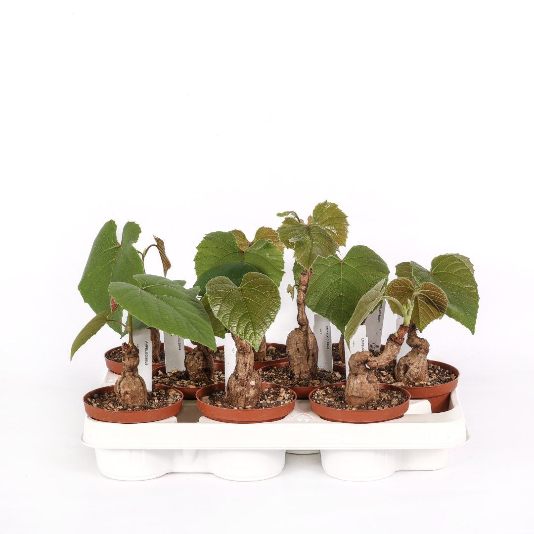 Ampelocissus Martini - vaso Ø10.5 cm