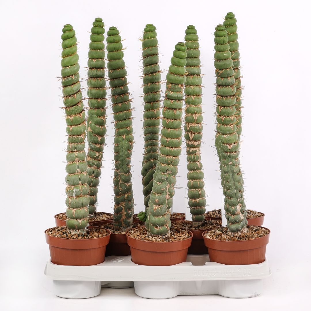 Eulychnia castanea spiralis - vaso Ø12 cm