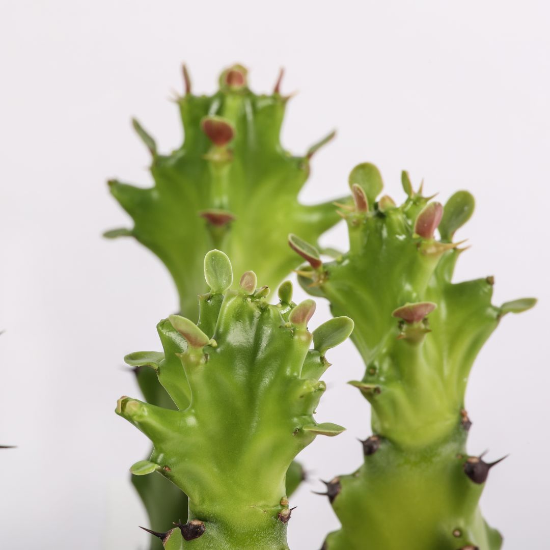 Euphorbia mayurnathanii - vaso Ø10.5 cm