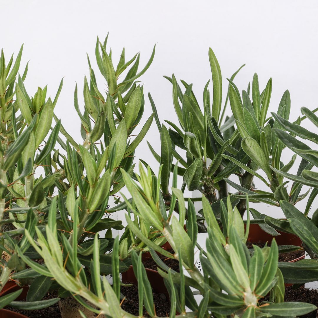 Pachypodium Bispinosum - vaso Ø12 cm