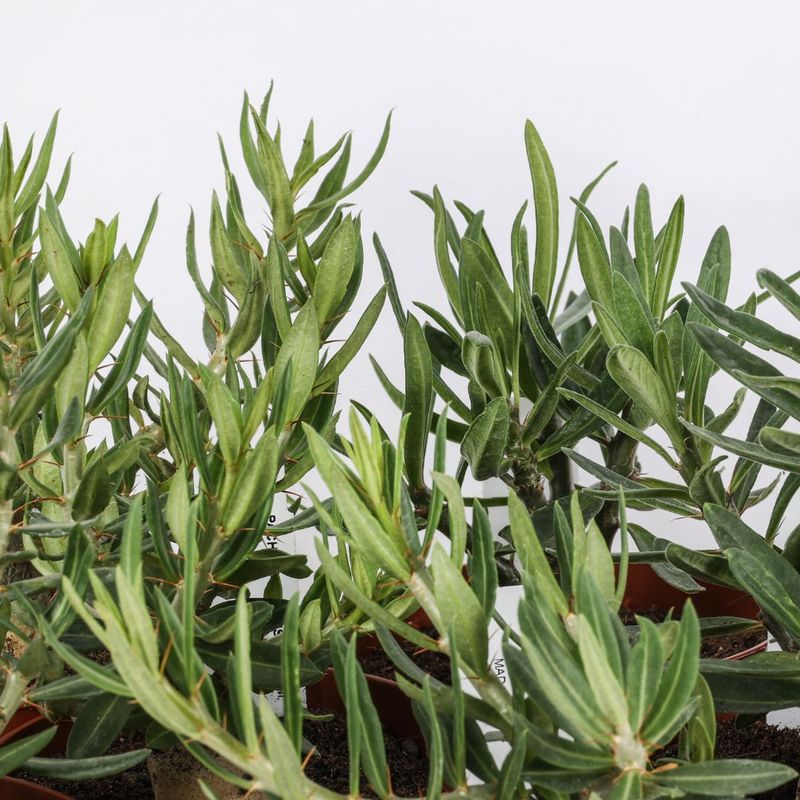 Pachypodium Bispinosum - vaso Ø12 cm Pachypodium Bispinosum - vaso Ø12 cm