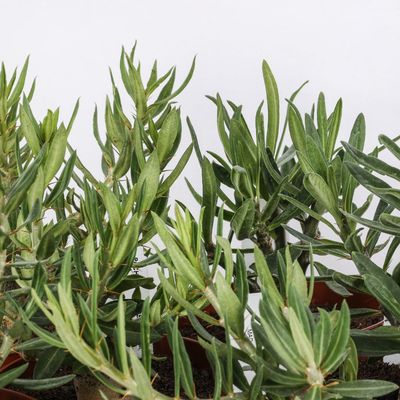 Pachypodium Bispinosum - vaso Ø12 cm