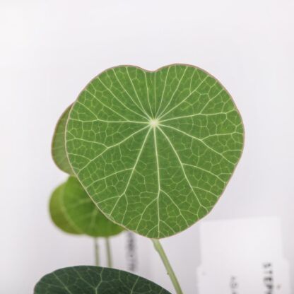 Stephania Erecta - vaso Ø7.5 cm
