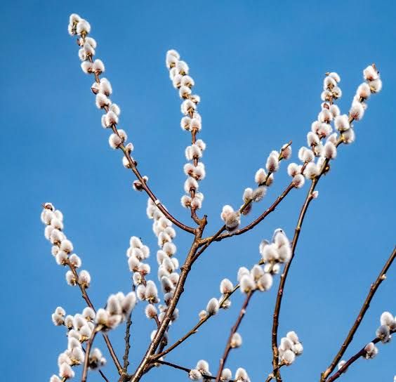 Salix caprea salicone, salice delle capre - ALBERO basso in alveolo
