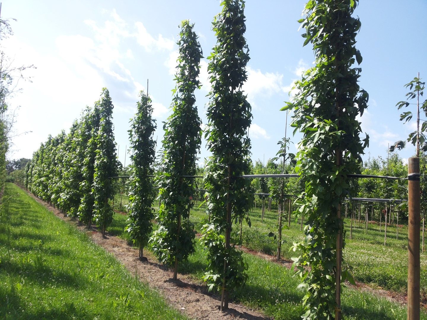 Liquidambar styraciflua &#39;Slender Silhouette&#39; - Liquidambar Cipressino - Storace americano - vaso Ø24 cm