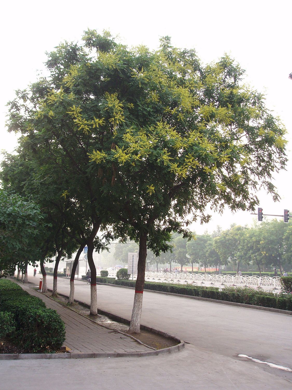 Koelreuteria paniculata, Albero delle lanterne - vaso 24