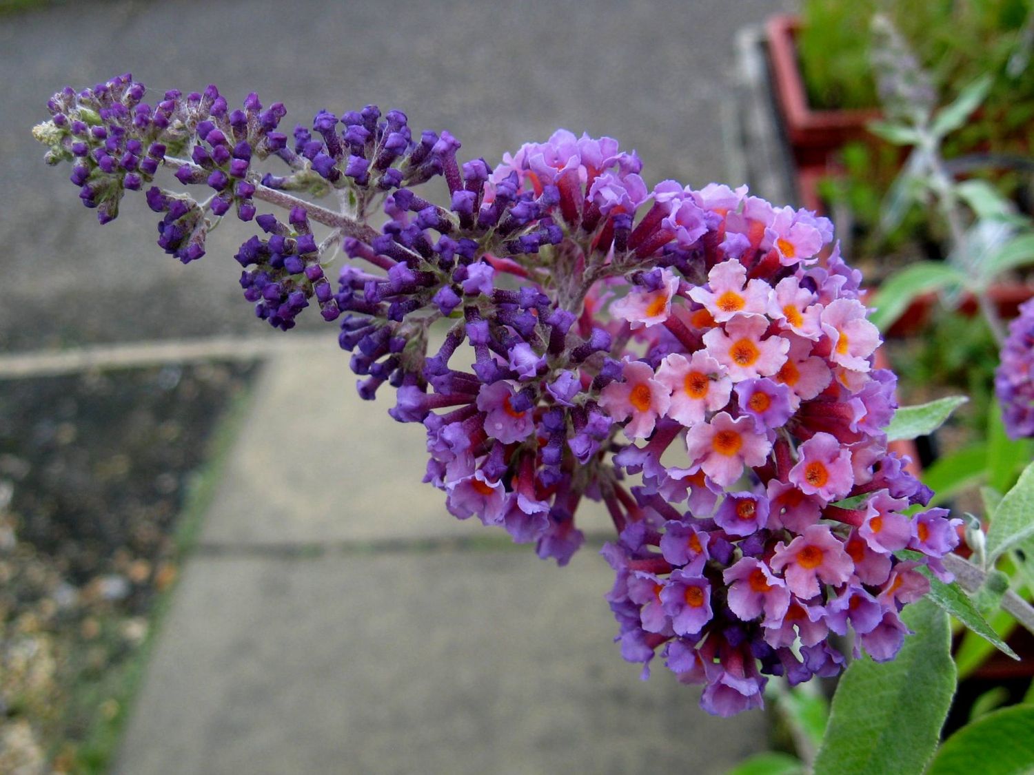 Buddleja davidii &#39; Flower Power &#39; - Buddleja tricolore - Albero delle farfalle - vaso Ø18 cm