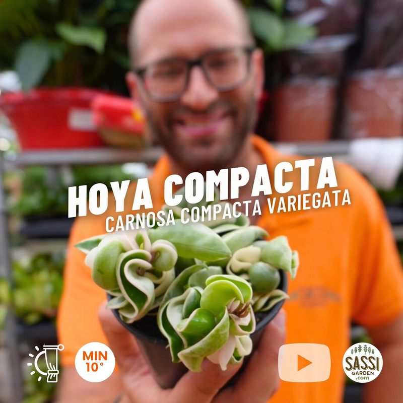 Hoya carnosa &#39;Compacta Variegata&#39;, Fiore di Cera - vaso Ø10 cm
