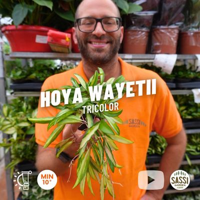 Hoya wayetii tricolor, Fiore di cera - vaso Ø10 cm